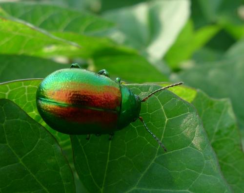 Chrysolina graminis